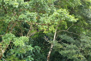 Obraz premium A Plush Crested Jay in Amboro National Park in Bolivia
