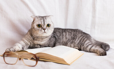 Smart scottish fold cat lying near open book and eyeglasses