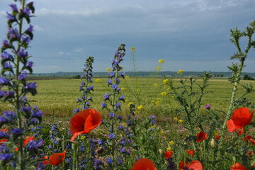 A vibrant mix of tall purple flowers, red poppies, and yellow wildflowers flourishes in a green...