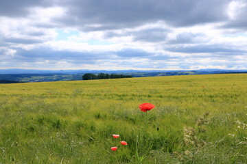 red poppies blooming at a field in Saxony, Germany