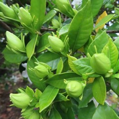 Obraz premium 日本でクチナシが白い花を咲かせています