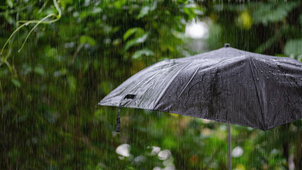 Black umbrella under heavy rain in green natural background. A concept of protection, rainy season,...