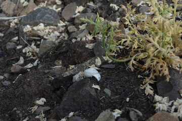 A small, light green plant grows from rocky ground with scattered white debris and a snail shell in the center.