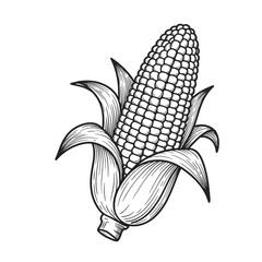 Sketch of corn in lines. Set of corn. Isolated on white background. 