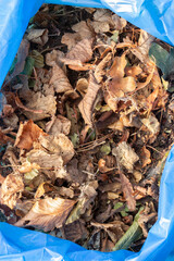 Garden rubbish waste in a heavy duty blue bin bag ready to be collected for recycling. Garden chore background backdrop concept.