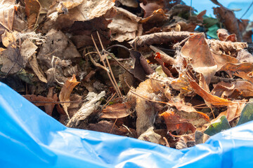 Garden rubbish waste in a heavy duty blue bin bag ready to be collected for recycling. Garden chore background backdrop concept