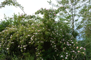 A large, lush bush with numerous small white and yellow blossoms thrives amidst green foliage under a cloudy sky.