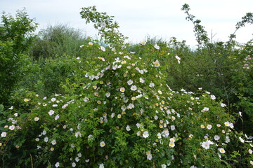 A large, lush bush with numerous small white and yellow blossoms thrives amidst green foliage under a cloudy sky.
