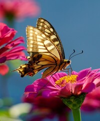 Butterfly, Flower wallpaper, Flower image -