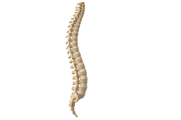 Realistic 3d rendering of a healthy human spine, perfect for medical illustrations and educational projects, with transparent background for easy integration
