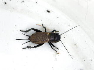 Close-up of a house cricket on a white surface, showing its detailed body structure and natural appearance.