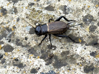 Close-up of a house cricket on rough concrete surface, captured in natural daylight in an outdoor environment.