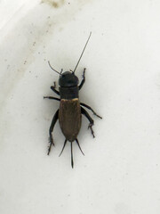 Close-up of a house cricket on a white surface, showing its detailed body structure and natural appearance.