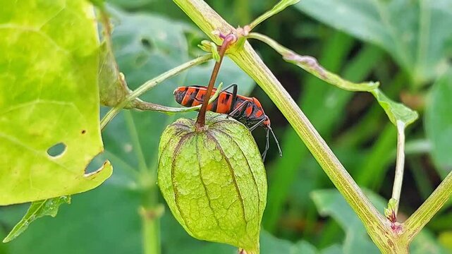 Orange stinging grasshoppers perch on fruit during the day