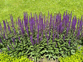 Purple flowering salvia in a garden bed with green grass in the background. Decorative garden plant blooming in summer.
