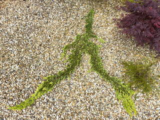 Creeping thuja shrub growing in a decorative gravel garden. Evergreen groundcover plant used in...