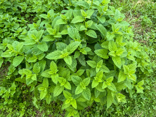 Green lemon balm plant growing in the garden. Fresh herbal leaves used in tea, cooking, or natural medicine. Top view of healthy plant in grass.