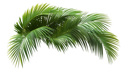 Palm tree, tropical leaves, palm leaves, a green palm tree with long branches, long branches, palm tree covered in leaves, palm tree with green canopy, on a transparent backgrounds