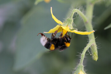 Abejorro polinizando una flor de tomate en un invernadero