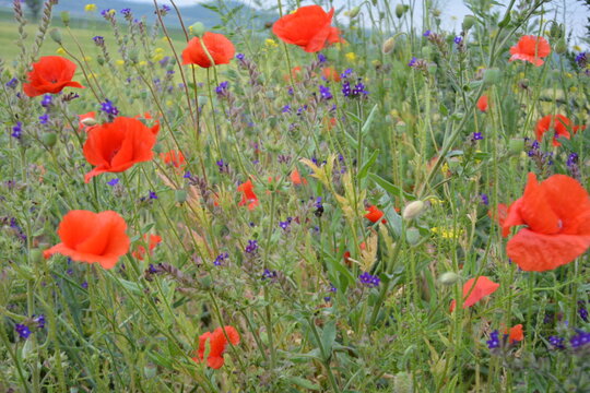 A vibrant field of red poppies and small purple wildflowers thrives amidst lush green grass, with blurred distant mountains. - Powered by Adobe