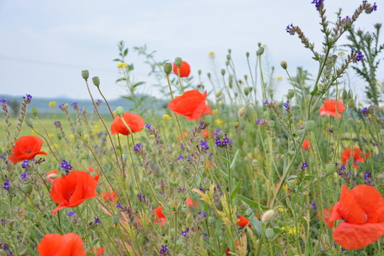 A vibrant field of red poppies and small purple wildflowers thrives amidst lush green grass, with blurred distant mountains.