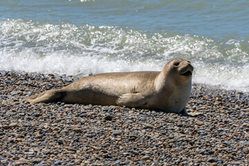 Elefante marino en la costa de Puerto Madryn