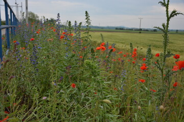 A vibrant array of red poppies and tall purple wildflowers thrives along a blue-railed railway...