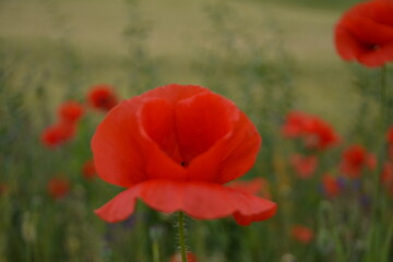 A vibrant red poppy in full bloom stands in sharp focus, surrounded by blurred red poppies and...