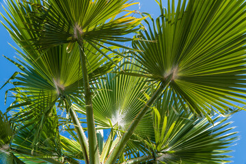 Obraz premium palm tree leaves