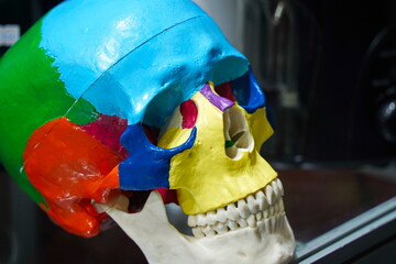 A sector-colored skull with teeth. Dental exhibition.