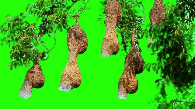 Weaver Bird Nests in Tropical Tree: A captivating 4k Video showcasing intricate weaver bird nests hanging gracefully from the vibrant branches of a tropical tree.