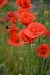 Fototapeta premium A bumblebee flies among vibrant red poppies and other wildflowers in a lush green field, capturing a moment of natural activity.