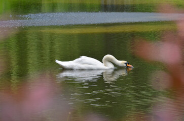 One white mute swan (Cygnus Olor) swimming and drinking water in spring pond.Nature,fauna, water birds, wildlife, protection concept. Free copy space