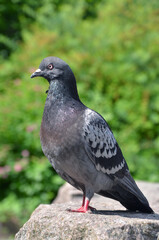 Wild grey city pigeon standing on a stone against natural green spring  background. Closeup photo outdoors. Fauna,wild birds, wildlife, protection.