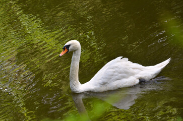 White mute swan (Cygnus Olor) gracefully swims on water of the spring pond. Closeup photo outdoors.Swans , nature, wildlife, wild and beautiful, fauna, protection of waterbirds.