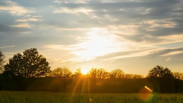 Golden twilight drapes rolling meadowland where lone trees silhouette against candy floss clouds all filmed vertically pin sharp K rewritten title invites peaceful reflection guarantees compatibility