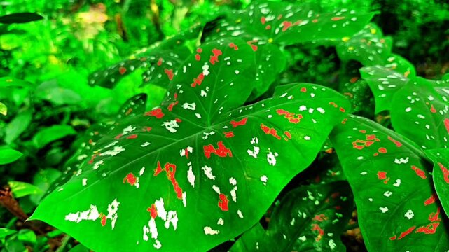 Colorful leaves are swaying in the wind.