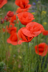 Naklejka premium Vibrant red poppies in various stages of bloom stand tall amidst green foliage, with other wildflowers in a blurred background.