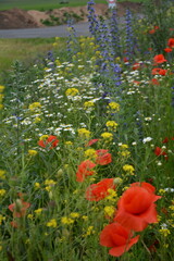 A vibrant, wild field bursts with red poppies, yellow, white, and blue wildflowers, creating a colorful natural tapestry.