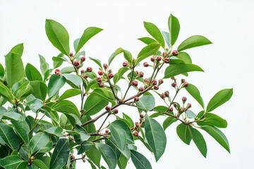 Clove tree with green leaves and young clove fruit