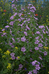 A tall bush of light purple mallow flowers thrives amidst vibrant yellow, red, and blue wildflowers in a lush field.
