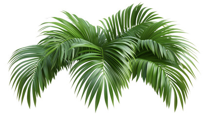 Fototapeta premium Palm tree, tropical leaves, palm leaves, a green palm tree with long branches, long branches, palm tree covered in leaves, palm tree with green canopy, on a transparent backgrounds