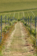 A view between rows of grape vines growing in the Sussex countryside