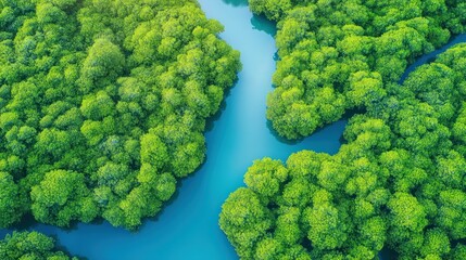 Naklejka premium Lush green mangrove forest, turquoise river winding through