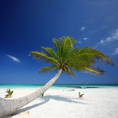 Tropical Haven: A Beautifully Curved Palm Tree Overlooking Sparkling Turquoise Caribbean Waters and Pristine White Sands