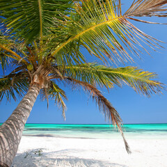 Tropical Serenity: Graceful Palm Over Pristine Caribbean Waves