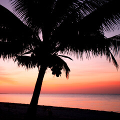 Silhouette of a Graceful Palm Tree Against a Vibrant Sunset Over the Sea