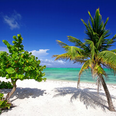 tropical Harmony: A Majestic Palm and a Caribbean Tree by the Crystal-Clear Sea
