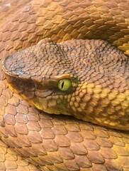 Obraz premium Close-up of a venomous yellow viper snake with textured scales and piercing green eyes. Perfect for nature, wildlife, and reptile-themed visuals. High detail and striking color tones.