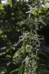 green stalk of nettle with flowers and leaves